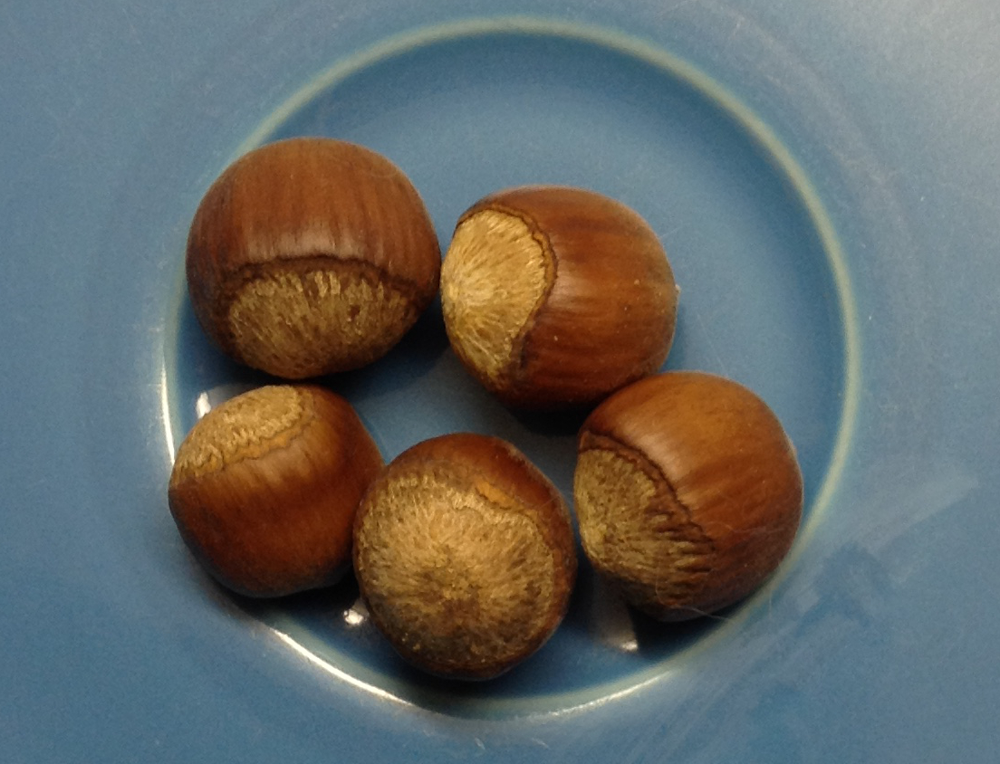 hazelnuts_on_blueplate